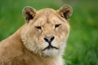 2025年狮子座每月运势解析:财富爱情全指南