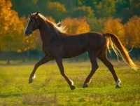 属马人今日运势详解:水墨先生网解析