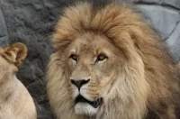 狮子座今日运势完整解读:星座乐独家指南