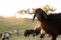 2025年属羊人运势详解：全年每月运程解析