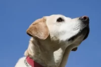 属狗人今日财运走势分析:3招助你旺财必看